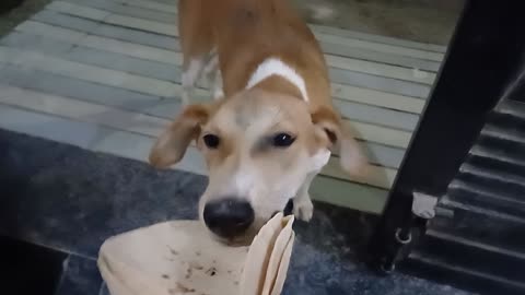 Dog eating