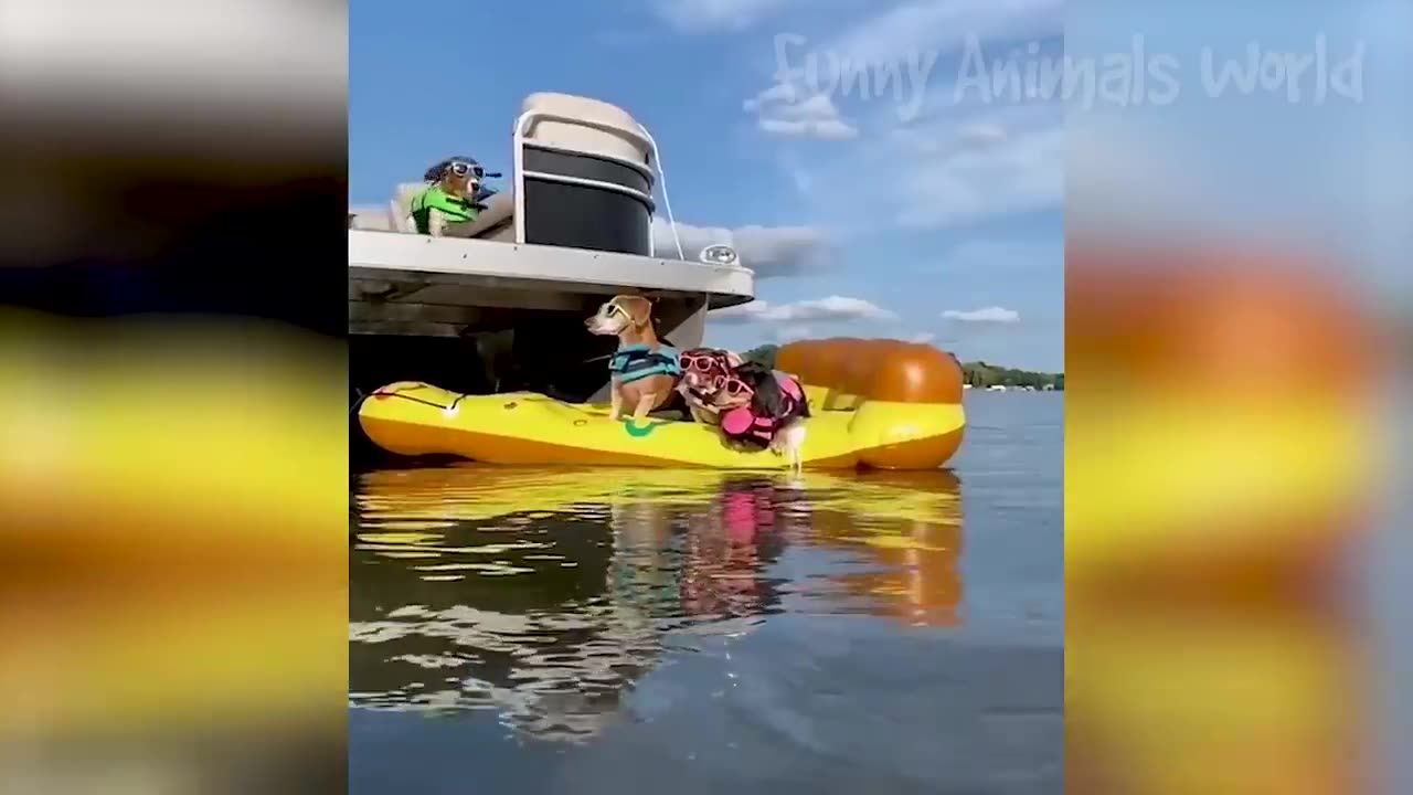 Funny Animal Videos 2023 🥰 - Funniest Dogs and Cats Videos 😁 #6