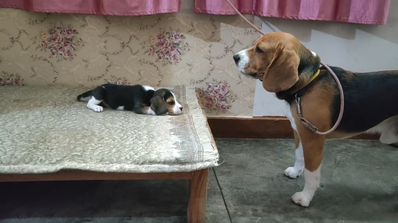 Deep conversation between father and daughter 🐶