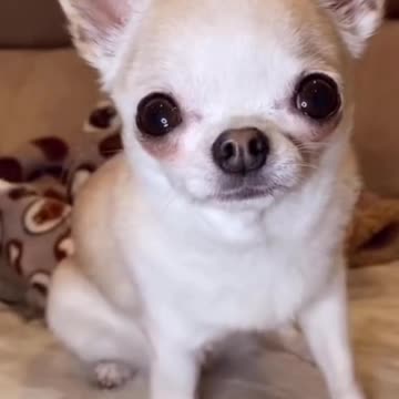 Bark at your dog challenge.