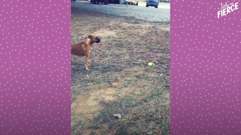 Fawn Comes To Lady's Door Every Morning | The Dodo Little But Fierce