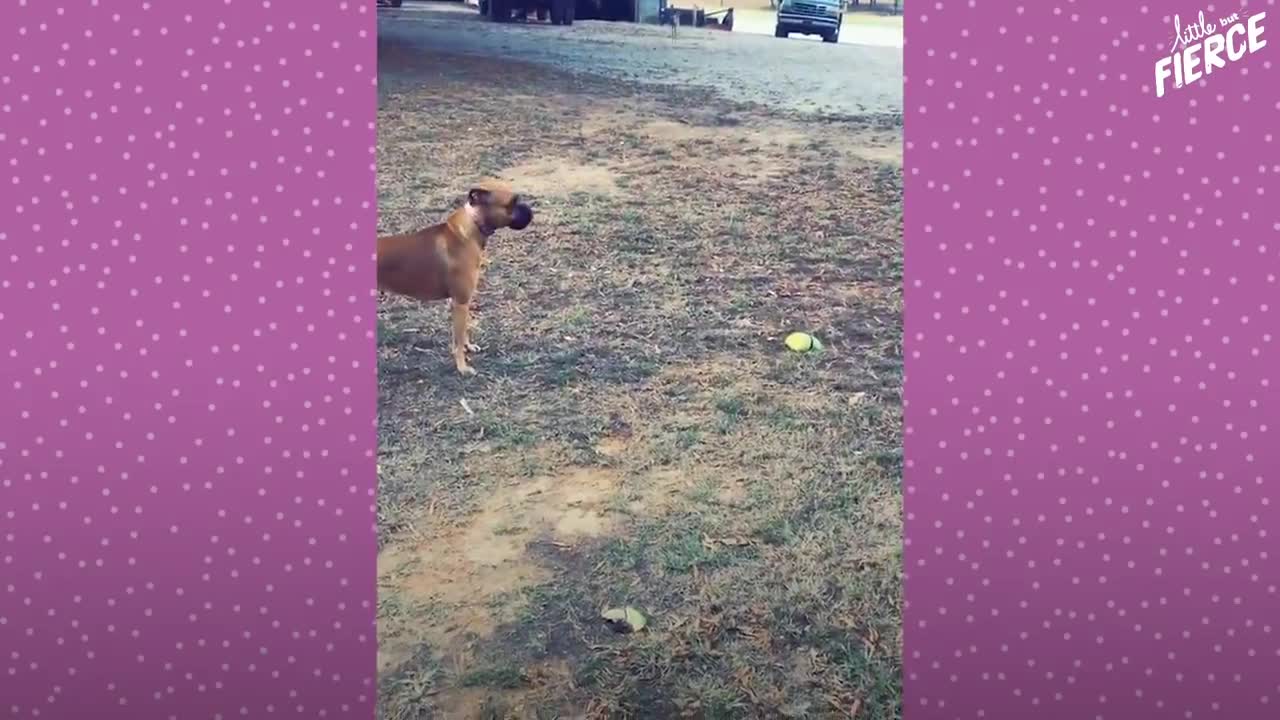 Fawn Comes To Lady's Door Every Morning | The Dodo Little But Fierce
