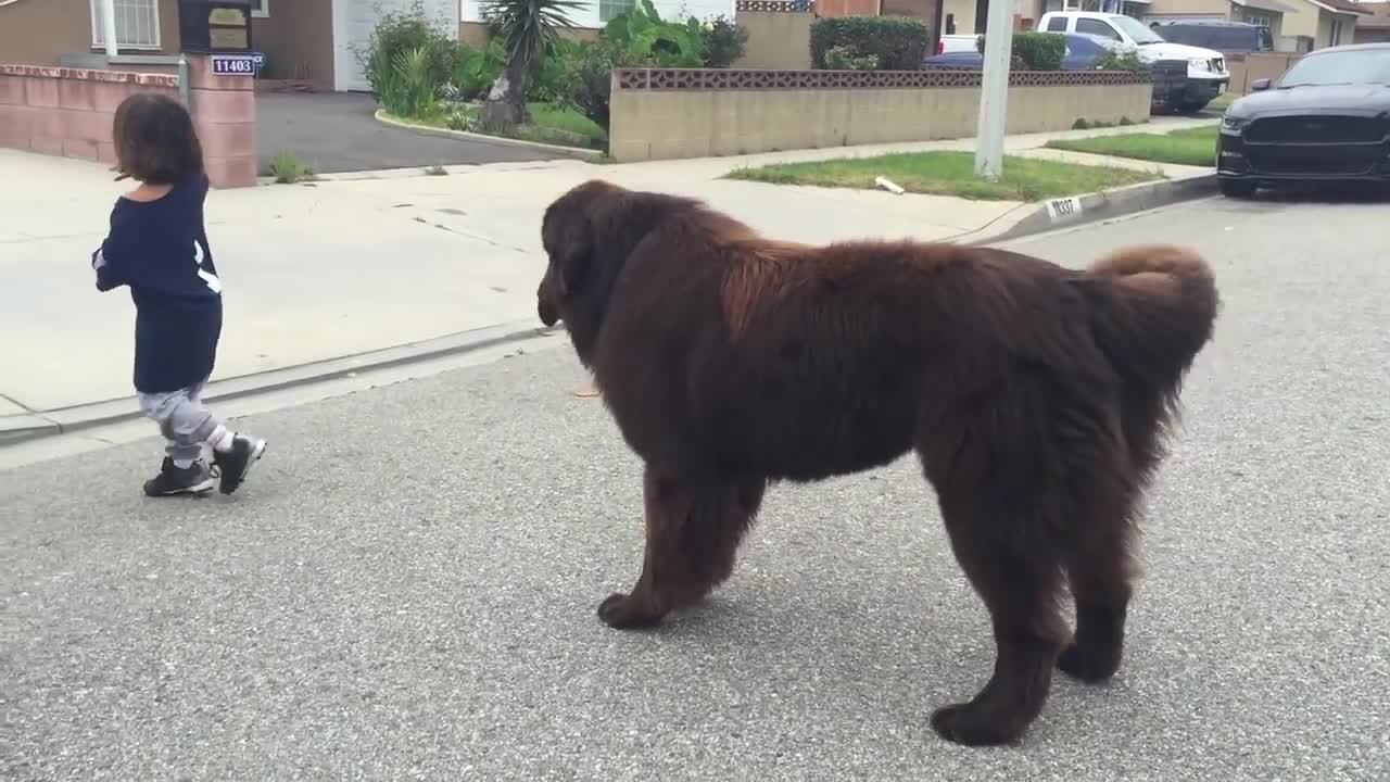 Giant Newfoundland Dog gives good luck kisses