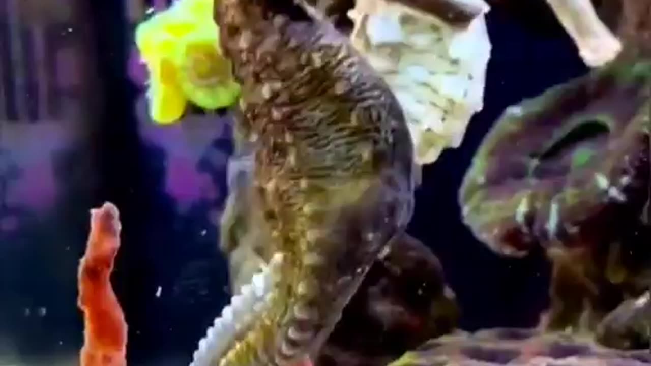 AMAZING SEAHORSES AND DID YOU KNOW THE MALES ARE THE ONES THAT CARRY AND HAVE THE BABIES