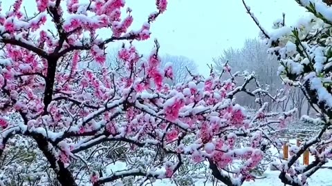 The flowers and snow