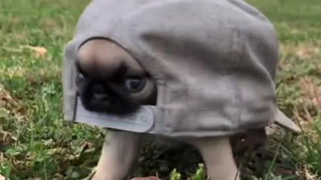 Cute Puppy!
