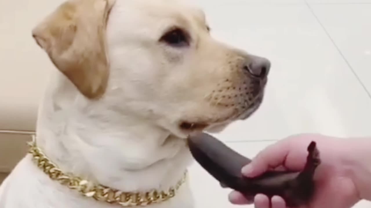 dog funny video