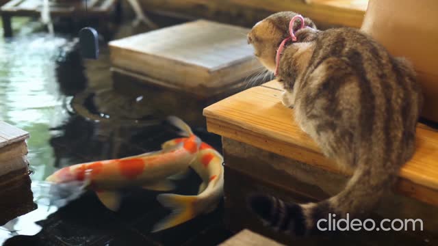 cat watching the fish on the water