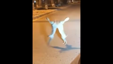 Hares are fighting