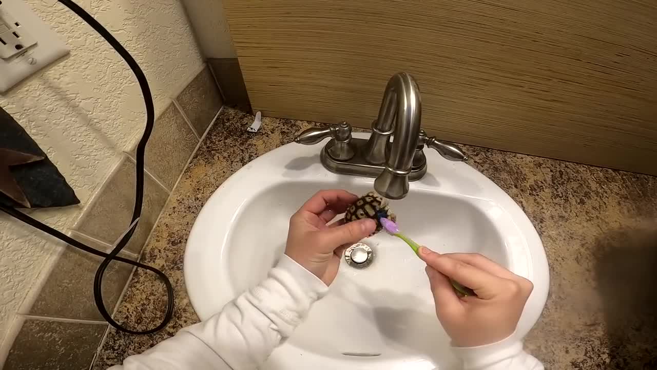 We Found a Baby Tortoise! - Morning Routine-20