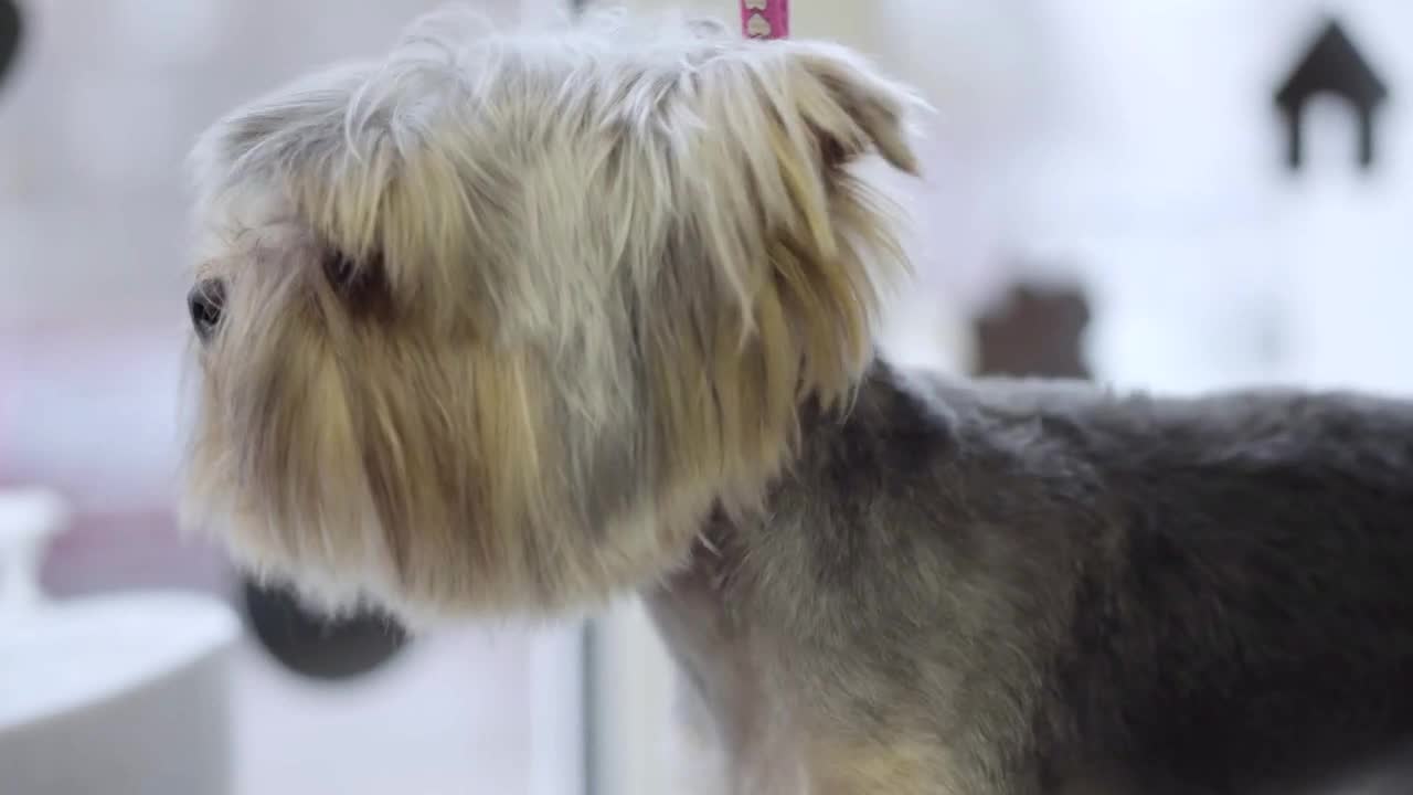 Adorable yorkshire terrier in barber pet. Take care of dog in pet grooming salon