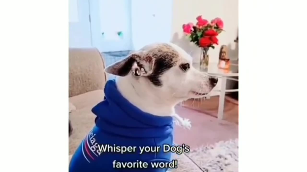 Life is better with a furry friend by your side!