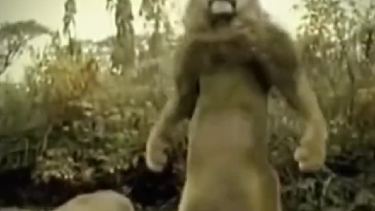 Teger funny video 😂🤣