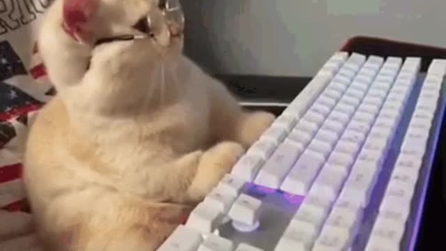 Cute Cat Gif