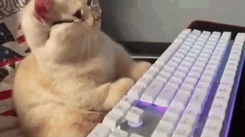 Cute Cat Gif
