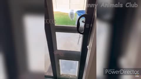 stupid dog