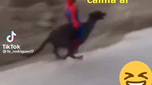 dog with spider man