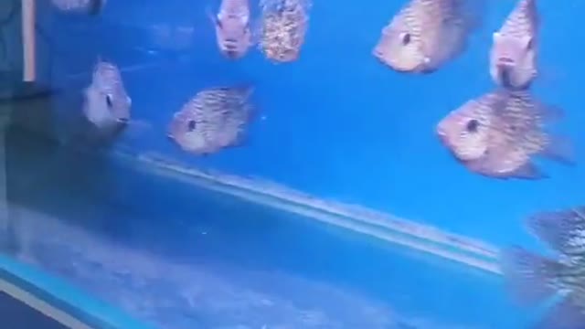There are many varieties of goldfish in the pet fish market