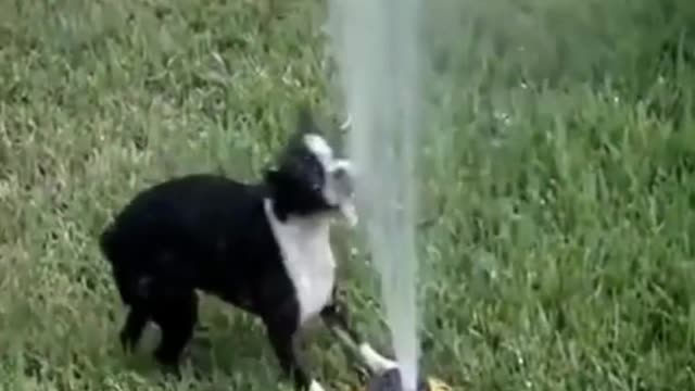 FUNNY DOGS 7