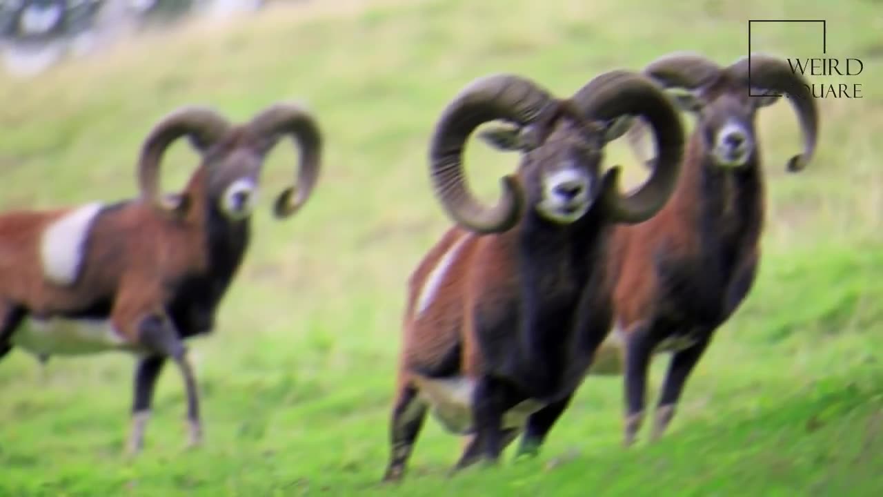 Mouflon, inspiring things about it