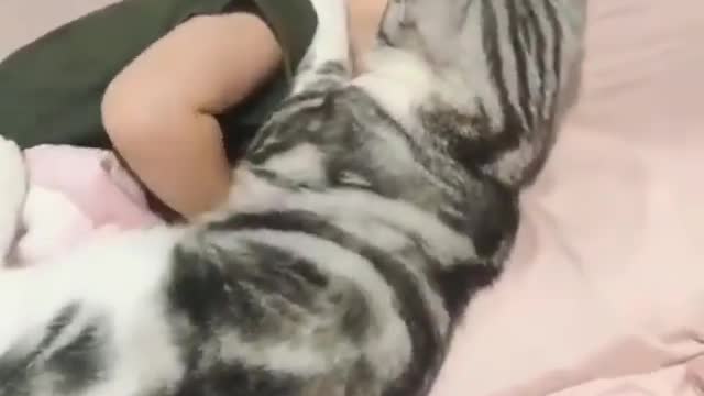 Cute Beautiful Baby Cat Love With Girl