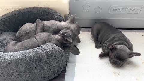 HOW CUTE FRENCHIE PUPPIES SLEEP TOGETHER 😴 💤 🥰