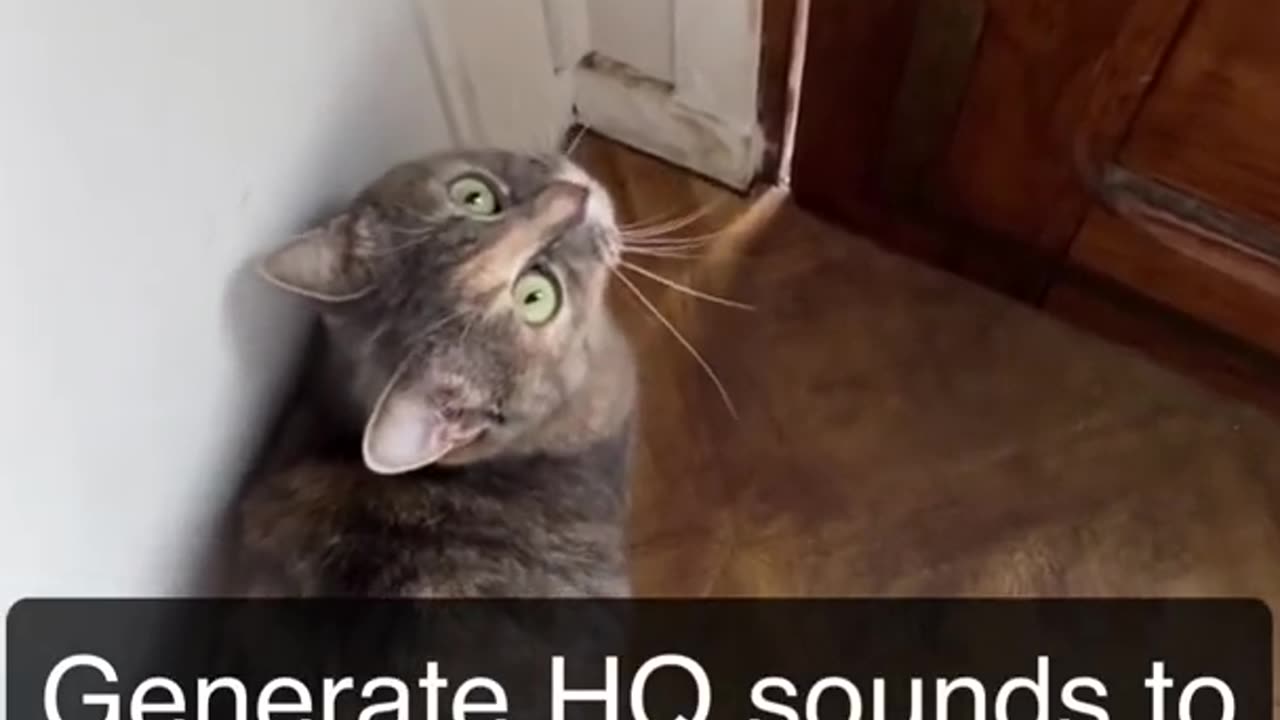 Sounds that attract cats - purrrrrrrrrrrrrrr