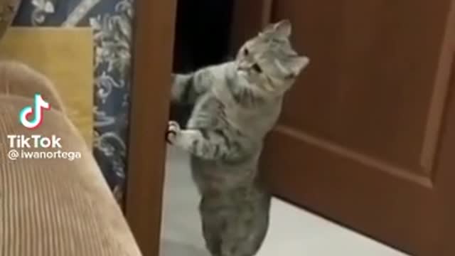 cute and adorable cat expressions when he sees his master fighting