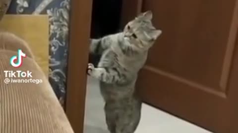 cute and adorable cat expressions when he sees his master fighting