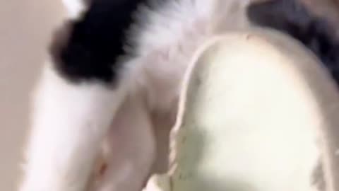 When a cat meets a snake.The war is imminent