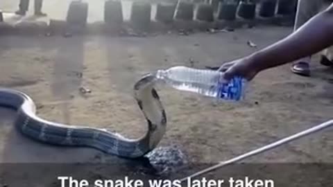 COBRA DRINKING WATER FROM POLICE BOTTLE