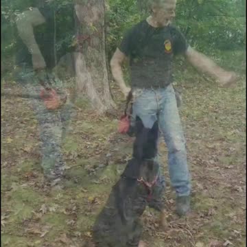 Imlee working fetch and tug