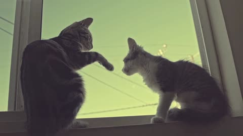 Cats Felines Window Sill Pets beautiful video