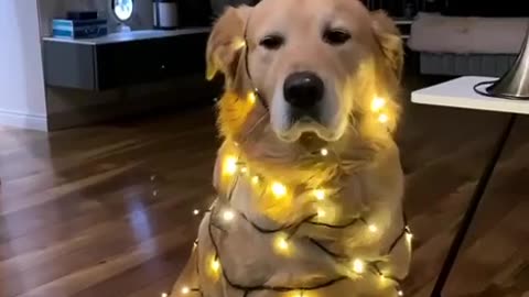 Golden retriever wishing everyone a Merry Christmas