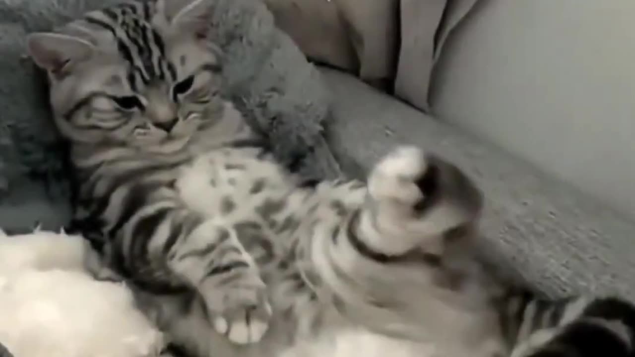 Funny cat videos | cute cats | Try not to laugh | Cat videos Compilation