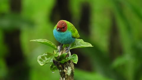 The beauty of the bird after the rain ends