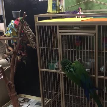 Inteligente loro libera a una cacatúa de la jaula