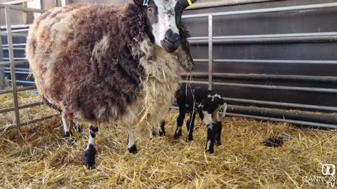 Cannon Hall Farm's Rare Breed Sheep