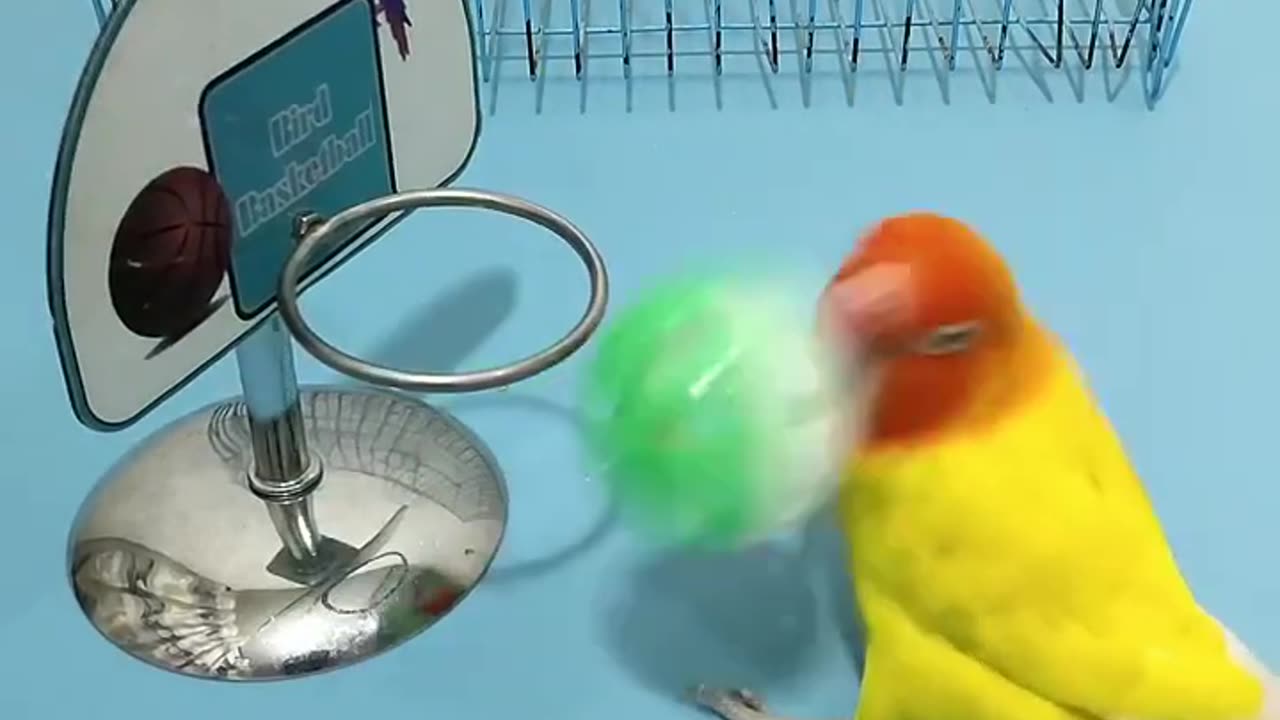 Train little yellow parrot to ride a bike and play basketball