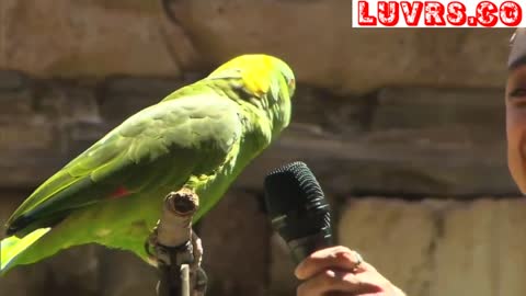 Most Amazing Parrot Singing Video, Funny Parrot talking Show