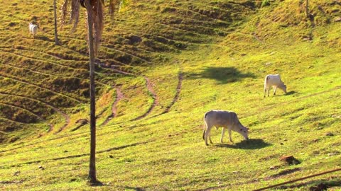 Beautiful Village Life & Landscapes Stock Footages _ Free HD Video - no copyright