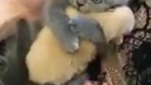 love pets