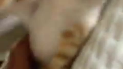 Cat hit the camera!!!