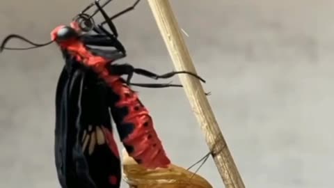 Beautiful Butterflys