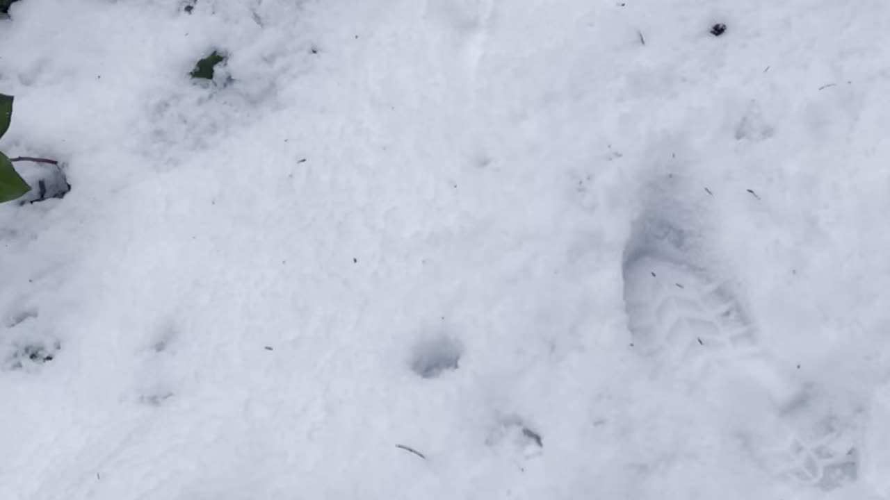 Wild life in the forest