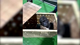 Authorities seize baby gorilla being smuggled through Turkey