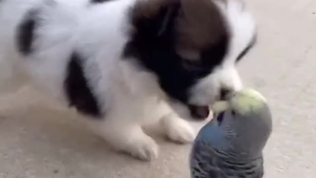 pals