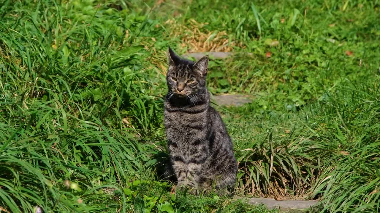 Catdomestic animal,striped,black,increased,cute,curious,sitting,grass 🐈🐈🐈 🐈🐈🐈🐈,wildlife ,