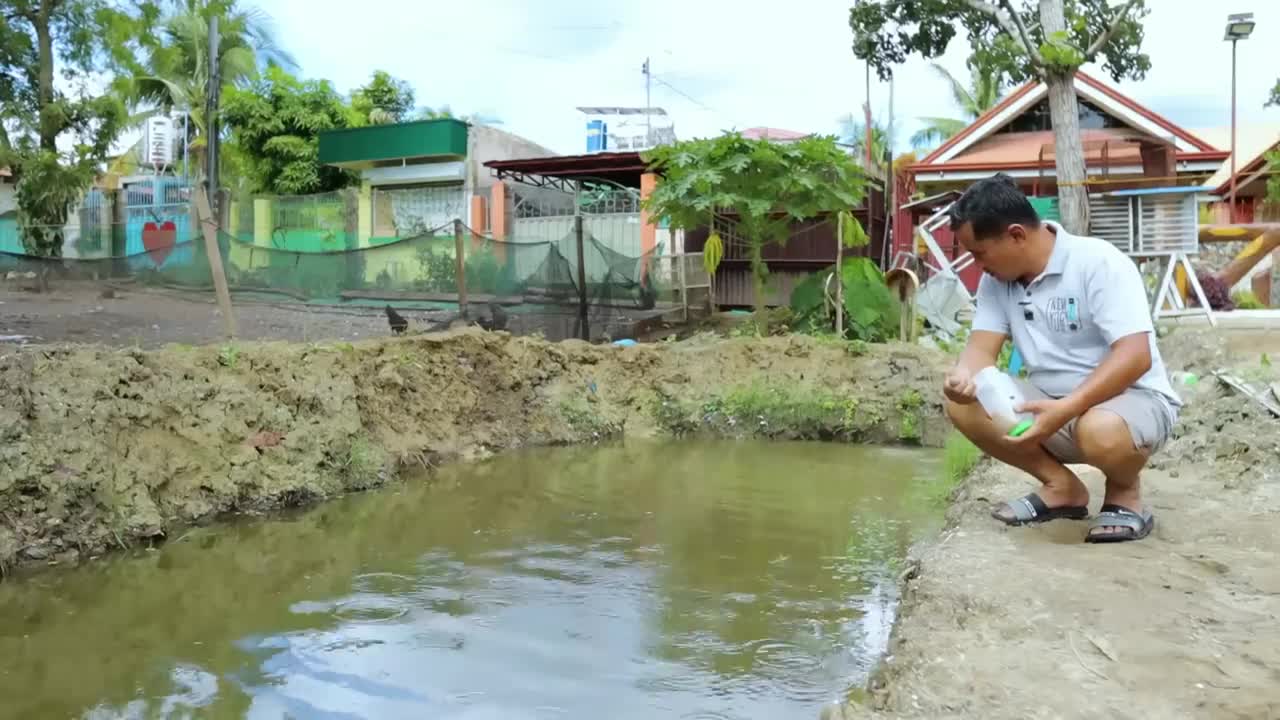 How My Farm Produce 30,000 Goldfish/Japanese koi babies in just 1 Week? Massive Fish Production!-7