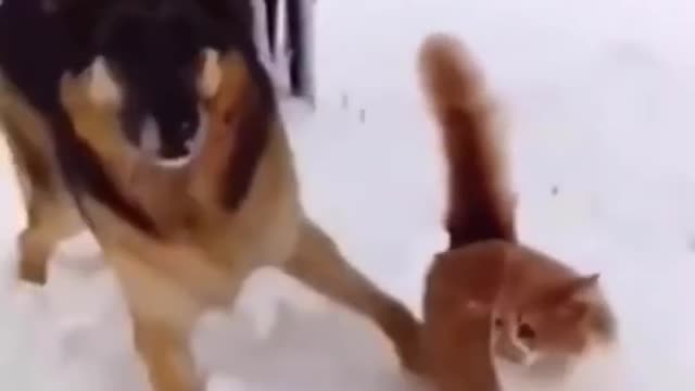 Funny video dogs